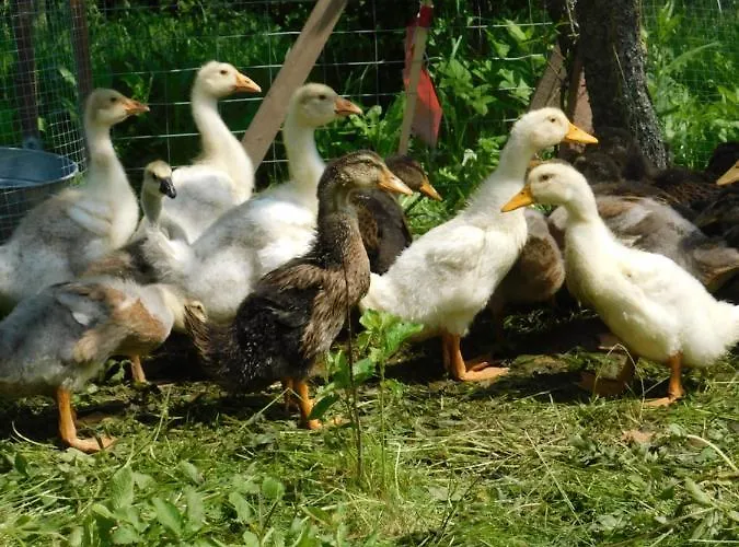 Korkostolo Vendeghazak Daire *